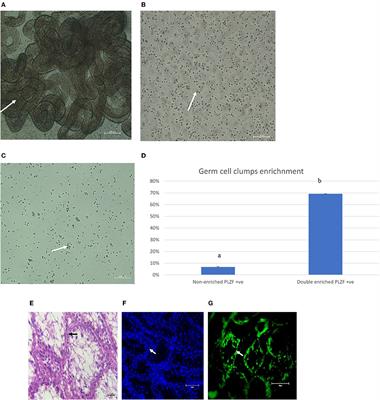 Culture of Kenyan Goat (Capra hircus) Undifferentiated Spermatogonia in Feeder-Free Conditions